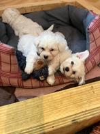 Maltezer pups, Dieren en Toebehoren, Maltezer, CDV (hondenziekte), 8 tot 15 weken, Meerdere