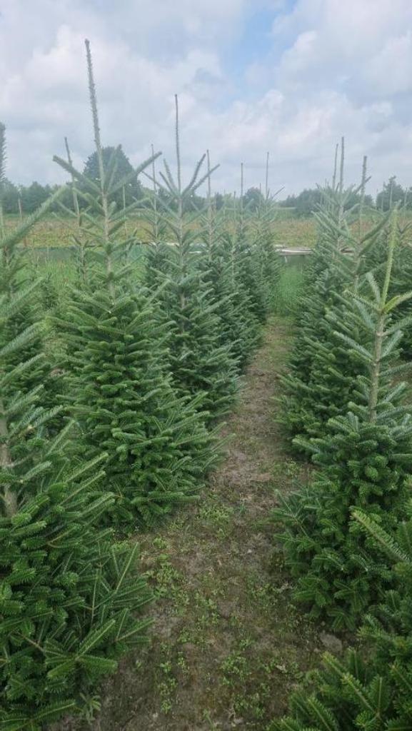 Kerstbomen Fraserie/nordman in Pot of Gezaagd 140 - 210 cm, Tuin en Terras, Planten | Bomen, Overige soorten, 100 tot 250 cm, Volle zon