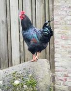 Pluimvee haan, Dieren en Toebehoren, Pluimvee, Mannelijk, Kip