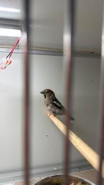 1-1 appelvink, Meerdere dieren