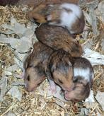 Lieve Syrische hamster goudhamster van hobbyfokker, Hamster, Maart, Meerdere dieren, Tam