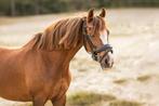 Lieve Welsh B pony, Dieren en Toebehoren, Pony's, Merrie, Gechipt, Dressuurpony, L