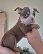 Old English Bulldog pups, Dieren en Toebehoren, Honden | Bulldogs, Pinschers en Molossers, Parvo, Nederland, 8 tot 15 weken, Bulldog