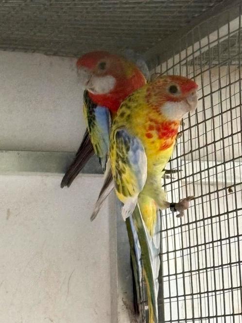 Rosella mutaties zwartgolden, Dieren en Toebehoren, Vogels | Parkieten en Papegaaien, Parkiet, Meerdere dieren