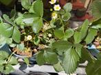 Biologische groente en kruidenplanten., Tuin en Terras, Planten | Tuinplanten, Ophalen, Volle zon, Groenteplanten, Eenjarig