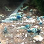 Blue Bolt garnalen, Kreeft, Krab of Garnaal