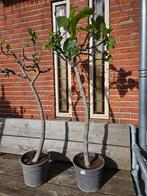 Diverse maten vijgbomen - veel keuze, Tuin en Terras, Planten | Bomen, Ophalen of Verzenden, Zomer, Volle zon, Overige soorten