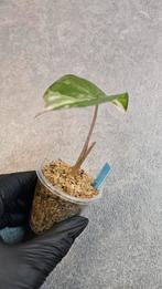 Alocasia Serendipity Variegata, Ophalen of Verzenden, Halfschaduw, Minder dan 100 cm