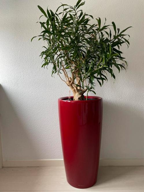 LECHUZA plantenzuil 75cm, scharlakenrood hoogglans, Tuin en Terras, Bloembakken en Plantenbakken, Zo goed als nieuw, Kunststof