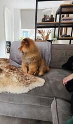 Chow Chow pup, Keeshond, Reu, 8 tot 15 weken, Eén hond