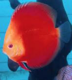 Discus Red Valintine 8 cm - Siner - Koidreams