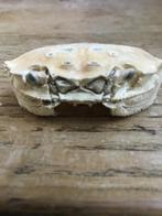 Krab schedeltje - Decoratie, Verzamelen, Ophalen of Verzenden, Gebruikt, Overige soorten, Schedel