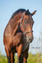 Fokmerrie drachtig van scaramouche, Dieren en Toebehoren, Paarden, Merrie, Gechipt, Dressuurpaard, Onbeleerd