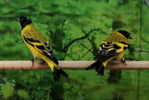 Zwartkop sijzen diverse koppels en of losse mannen., Dieren en Toebehoren, Vogels | Overige Vogels, Tropenvogel, Meerdere dieren