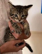 Prachtige nestje kittens🐾, Dieren en Toebehoren, Katten en Kittens | Overige Katten, Meerdere dieren, Kortharig, 0 tot 2 jaar