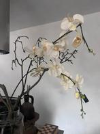 2 xxl orchideeën 150 cm wit, Ophalen of Verzenden, Zo goed als nieuw