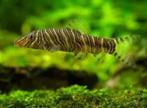 botia striata €9,95, Vis, Zoetwatervis