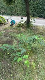 Gratis af te halen bramenstruiken, Tuin en Terras, Ophalen, Minder dan 100 cm, Overige soorten