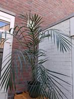 Palm plant in pot phoenix reclinata, Vaste plant, Bloeit niet, Halfschaduw, Ophalen