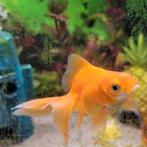 Gouden vissen GRATIS, Dieren en Toebehoren, Vissen | Aquariumvissen, Vis