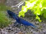 Hobbyaquarium bluedream  garnalen, Kreeft, Krab of Garnaal, Zoetwatervis