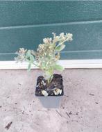 Sedum herbstfreude, Vaste plant, Halfschaduw, Zomer, Ophalen