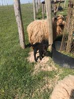 Ouessant ooi, Dieren en Toebehoren, Schapen, Geiten en Varkens, Vrouwelijk, Schaap