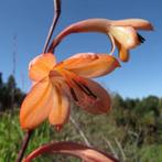 Watsonia meriana var. bulbillifera 10 knolletjes, Ophalen of Verzenden, Voorjaar, Volle zon, Knol