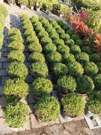 Ilex Crenata Bolvorm, Vaste plant, Halfschaduw, Zomer, Ophalen