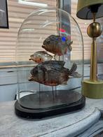 3 opgezette piranha’s in antieke stolp, Ophalen