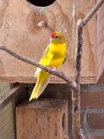 Kakariki's, Dieren en Toebehoren, Vogels | Parkieten en Papegaaien, Meerdere dieren, Parkiet