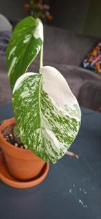 Monstera Variegata - Cutie, Huis en Inrichting, Kamerplanten, Minder dan 100 cm, Groene kamerplant, Groenteplant, Halfschaduw