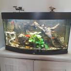 Aquarium Juwel Vision 180 Led, Dieren en Toebehoren, Ophalen, Gebruikt, Gevuld zoetwateraquarium
