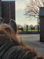 Gevraagd: Betrouwbaar Recreatiepaard, Dieren en Toebehoren, Paarden, Ruin, 165 tot 170 cm, Recreatiepaard, Gechipt