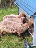 Ouessant ooien met ooilammeren te koop, Dieren en Toebehoren, Schapen, Geiten en Varkens, Vrouwelijk, Schaap