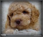 Labradoodle mini pups +/- 40cm blond bruin zwart., Dieren en Toebehoren, Honden | Retrievers, Spaniëls en Waterhonden, Nederland