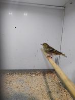 Mooie sijs pop split isabel, Mannelijk, Bastaard