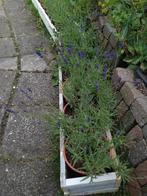 Lavendel hidcote, Ophalen, Zomer, Overige soorten, Volle zon