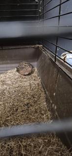 Jungle bush jong, Geslacht onbekend, Overige soorten