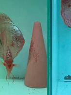 Discusvissen bij discussven, Dieren en Toebehoren, Vissen | Aquariumvissen, Vis