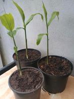Te koop gember plant deze zijn eetbaar en winterhard, Ophalen