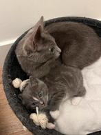Moeder en kitten gevonden – op zoek naar een liefdevol thuis, Dieren en Toebehoren, Katten en Kittens | Raskatten | Korthaar, Poes