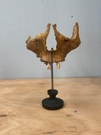 Mensen schedel fragment-medisch-educatieve doeleinden-antiek, Ophalen of Verzenden, Zo goed als nieuw