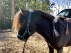 Mini paard hengstje te koop, Dieren en Toebehoren, Hengst, Met stamboom, Niet van toepassing, 3 tot 6 jaar