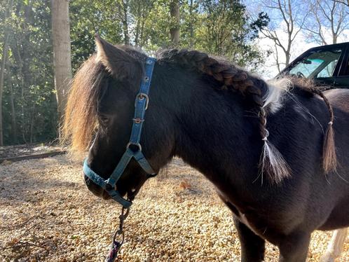 Mini paard hengstje te koop, Dieren en Toebehoren, Pony's, Hengst, Niet van toepassing, A pony (tot 1.17m), Recreatiepony, 3 tot 6 jaar