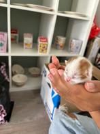 Kittens, Dieren en Toebehoren, Poes
