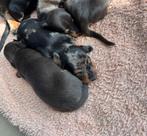 5 teckel pups Blue and Tan & Merle, Dieren en Toebehoren, Honden | Teckels en Dashonden, Rabiës (hondsdolheid), 8 tot 15 weken