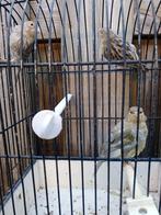 Landgraaf, Meerdere dieren, Kleurkanarie