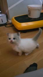 Laatste ragdoll kitten %, Meerdere dieren, Gechipt, 0 tot 2 jaar