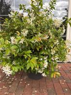 Toscaanse jasmijn, Tuin en Terras, Planten | Tuinplanten, Ophalen, Volle zon, Vaste plant, Klimplanten